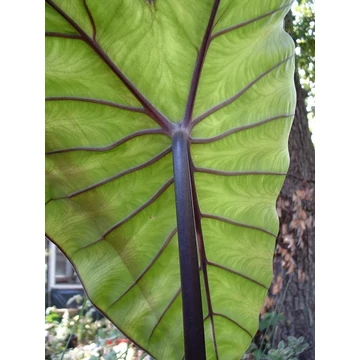 Colocasia Violet Stem