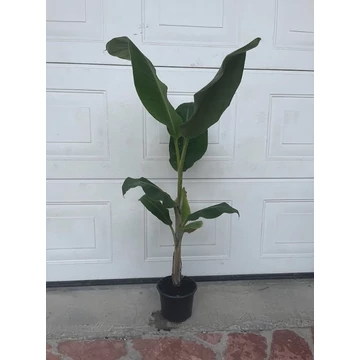 Musa Balbisiana