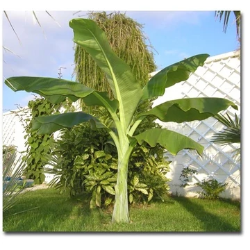 Ensete Glaucum &#039;Hóbanán&#039;