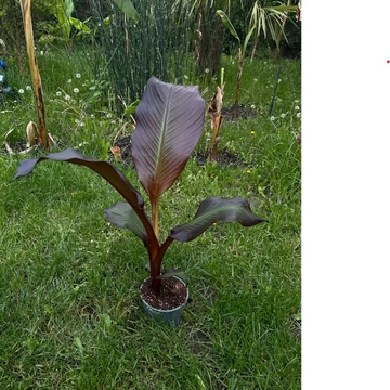 Ensete Ventricosum &#039;Maurelli&#039;