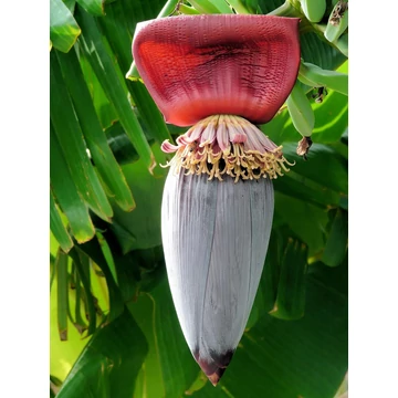 Musa Thomsonii