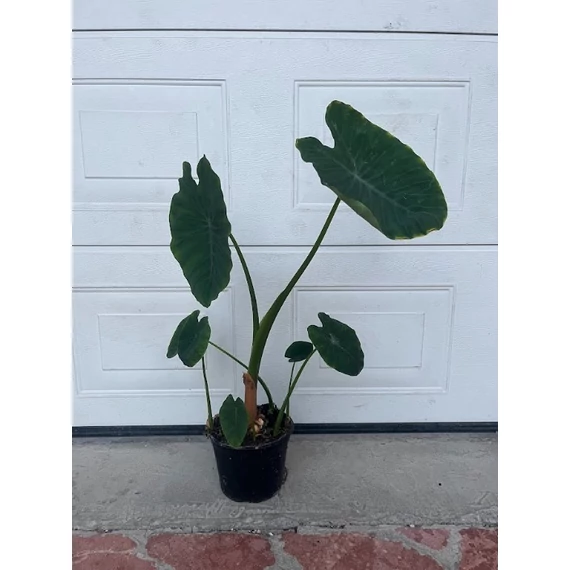 Kezdő dzsungel szett