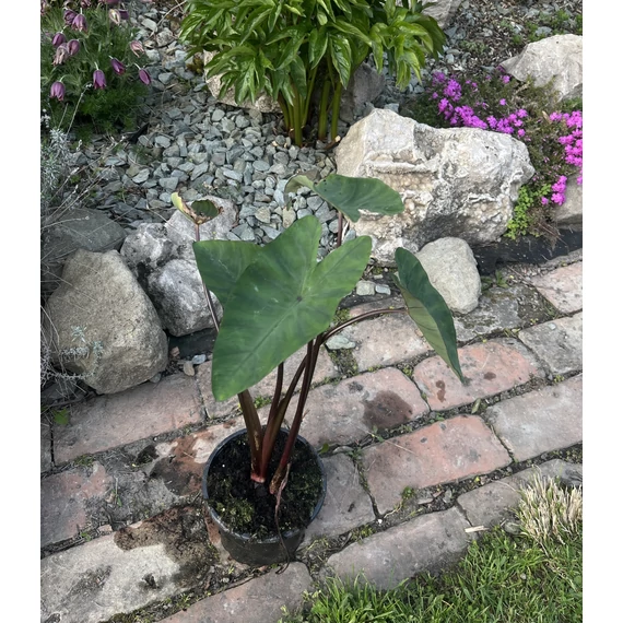 Colocasia Violet Stem