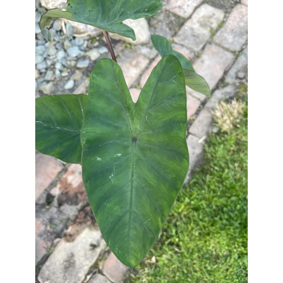 Colocasia Violet Stem