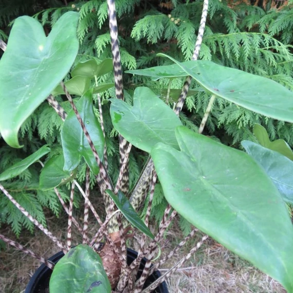 Alocasia Zebrina