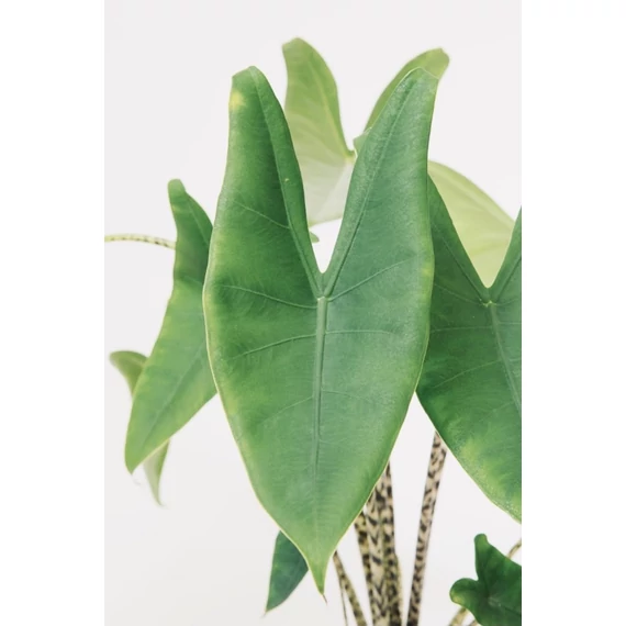 Alocasia Zebrina