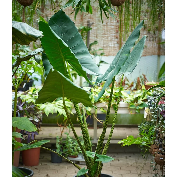 Alocasia Zebrina