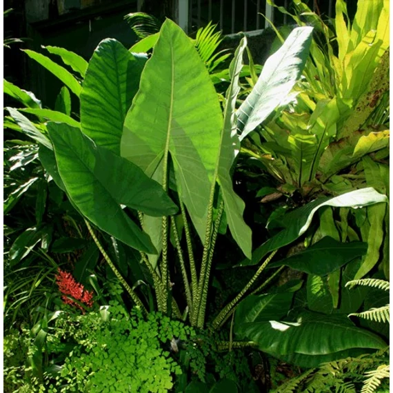 Alocasia Zebrina