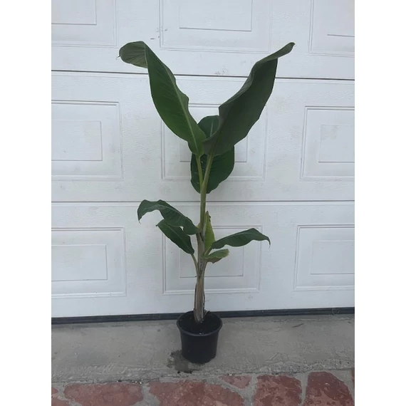 Musa Balbisiana