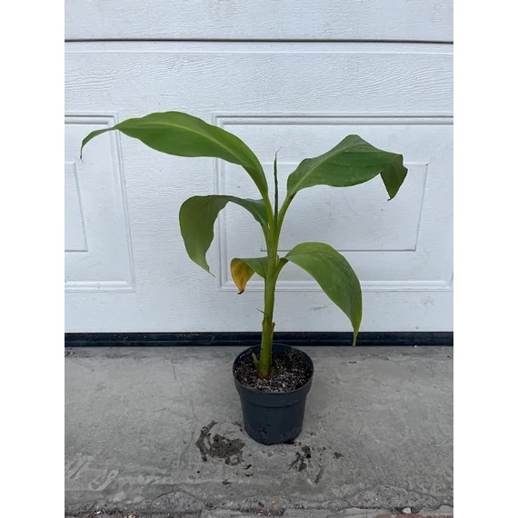 Kezdő dzsungel szett