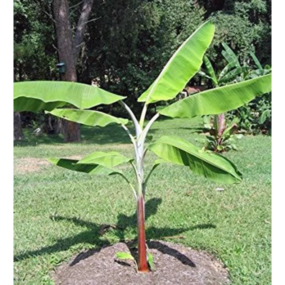 Musa Cheesmanii