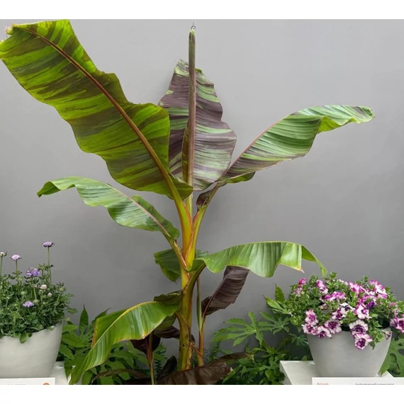 Musa Sikkimensis 'Ever Red'