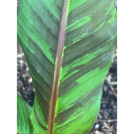 Musa Sikkimensis 'Ever Red'