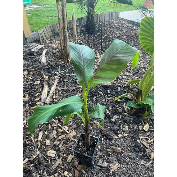 Musa Sikkimensis 'Ever Red'