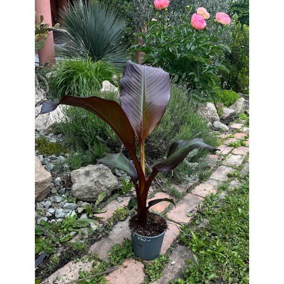 Ensete Ventricosum 'Maurelli'