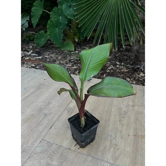 Ensete Ventricosum 'Maurelli' 
