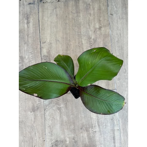 Ensete Ventricosum 'Maurelli' 