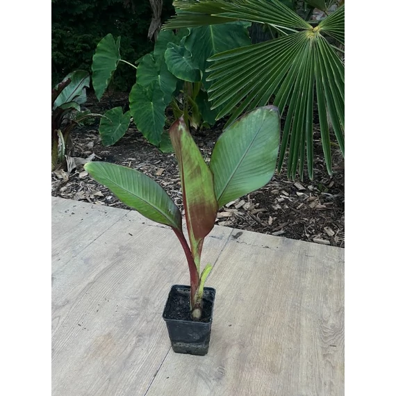 Ensete Ventricosum 'Maurelli' 