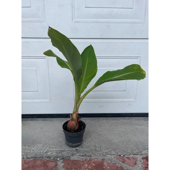 Kezdő dzsungel szett