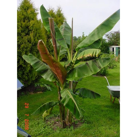 Musa Sikkimensis 'Red Tiger'