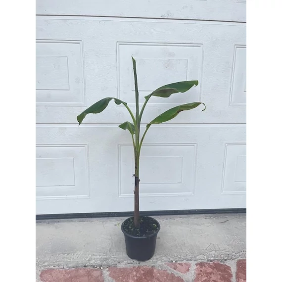 Musa Sikkimensis 'Red Tiger'