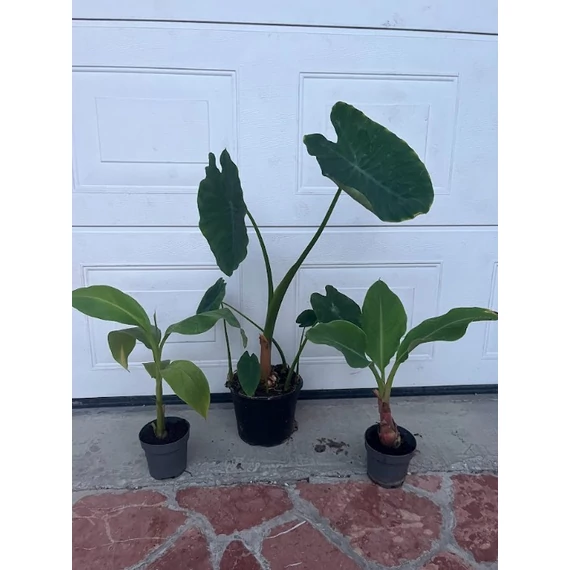 Kezdő dzsungel szett