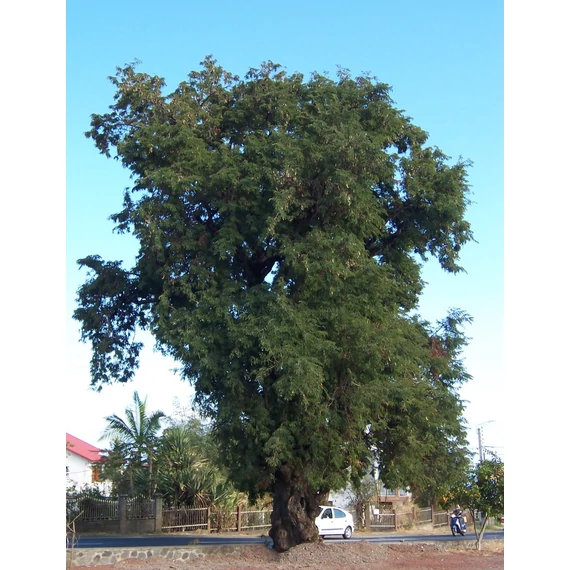 Tamarind facsemete (Tamarindus indica)