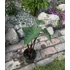 Colocasia Violet Stem