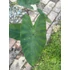Colocasia Violet Stem