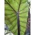 Colocasia Violet Stem