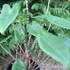 Alocasia Zebrina