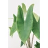 Alocasia Zebrina