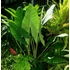 Alocasia Zebrina