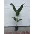 Musa Balbisiana