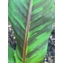 Musa Sikkimensis 'Ever Red'