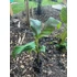 Musa Sikkimensis 'Ever Red'