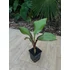 Ensete Ventricosum 'Maurelli' 