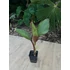 Ensete Ventricosum 'Maurelli' 
