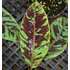 Musa Sumatra Zebrina